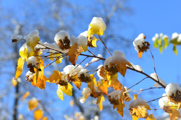 The first snow lies on branches with yellow leaves, against the blue sky. Early winter. Selective focus, shallow depth of field.