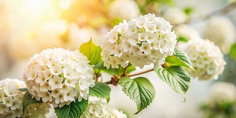 Vintage Style Photography of Blooming Viburnum Bush with Snow White Flowers, Perfect for Garden Decor, Isolated on White Background, Floral Aesthetics, Nature Beauty, Spring Blooms