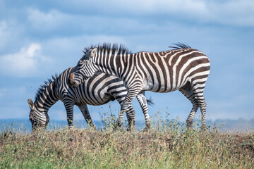 Naklejka premium Zebras can be seen standing an in a field, Nairobi Park, Kenya