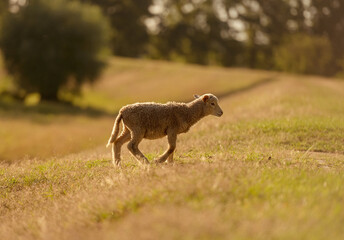 Sheep Grazes In Meadow At Sunset
