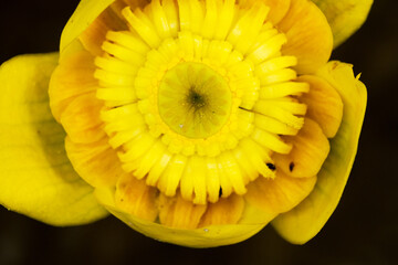 Closeup of a beautiful flowering Yellow water-lily on a summer day in Estonia, Northern Europe	