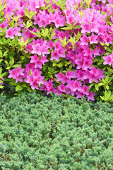 天空の農園のツツジ