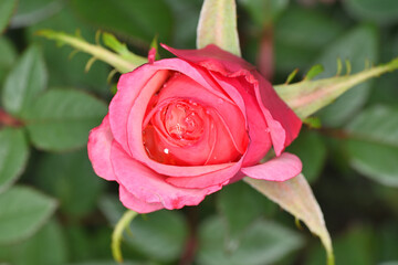 天空の農園のミニバラ