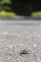 道路を歩くハンミョウ。自然の背景素材。