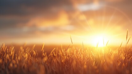 Fototapeta premium A serene landscape featuring golden wheat fields illuminated by a bright sunrise, casting warm light and soft shadows across the horizon.