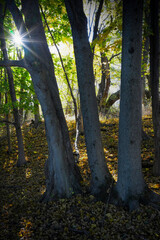 Obraz premium Fall scenery with sunshine and sun rays with leafs on the ground. Autumn scenes with trees and colorful leafs