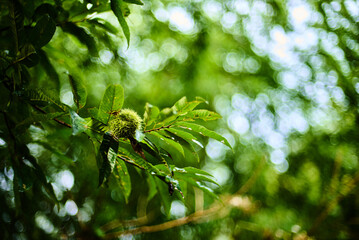 熟す前の栗の実。自然の背景素材。