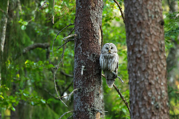 A predatory bird Ural owl perched and resting in a summery old-growth boreal forest in Estonia, Northern Europe	