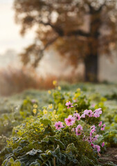 Jesienny, mglisty poranek w parku, różowe kwiaty , przymrozek. © mycatherina