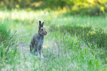 Mountain hare with summer fur coat standing still in a late spring boreal forest in Estonia, Northern Europe	