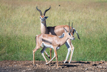 A herd of antelope standing in a lush grassy field, Nairobi National Park, Kenya