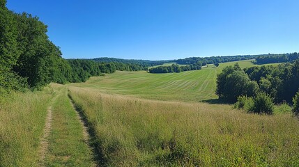 Fototapeta premium A winding dirt path leads through a lush green field towards a wooded hillside under a clear blue sky.