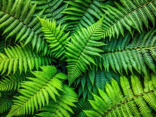 Lush Green Fern Leaves Background - Vibrant Natural Textures for Nature Lovers, Tropical Decor, and Organic Aesthetics in Nature Photography