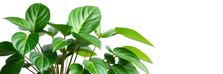 Fototapeta premium A lush green potted plant with large leaves, standing out against a crisp white background, foliage, green