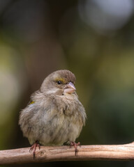 bird on a branch