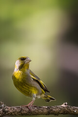 bird on a branch