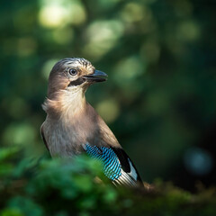 bird
