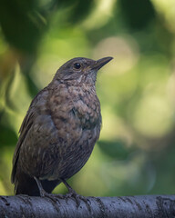 bird
