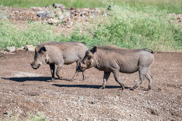 A wild warthog Phacochoerus africanus is walking through a dusty dirt field