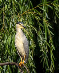 bird