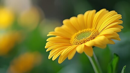 Obraz premium Close up Yellow Daisy Flower Blossom Spring Nature Macro Photography