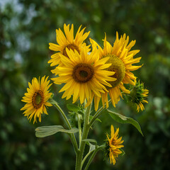 sunflower in the garden