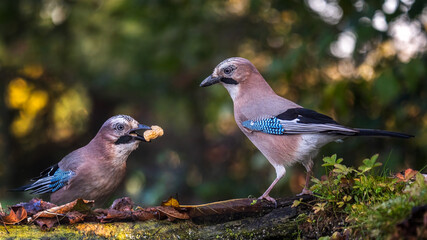bird
