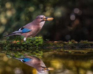 bird
