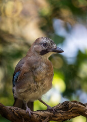 bird