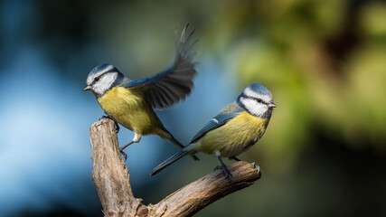 bird