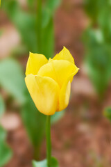元気の出る一輪の黄色いチューリップの花のアップ　ストロングゴールド