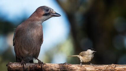 bird