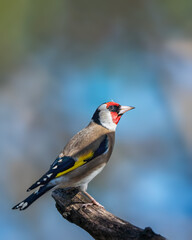 bird