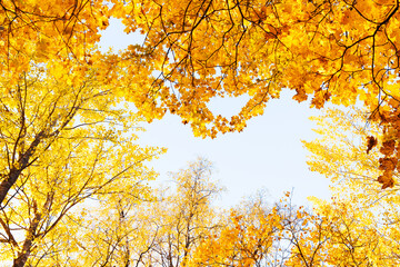 A view to a deciduous boreal forest canopy during fall foliage in rural Estonia, Northern Europe	
