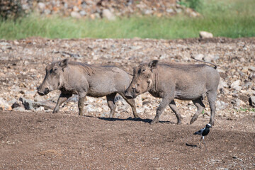 A wild warthog Phacochoerus africanus is walking through a dusty dirt field