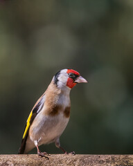 bird