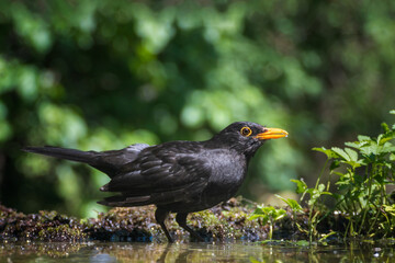 bird