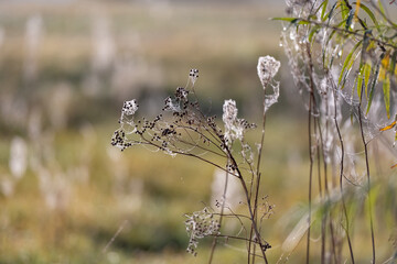 Dew-Laden Spiderwebs Adorn Withered Grass In Foggy Macro Photography