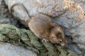 A mouse hiding among the rocks on the beach.