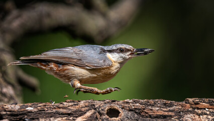 bird