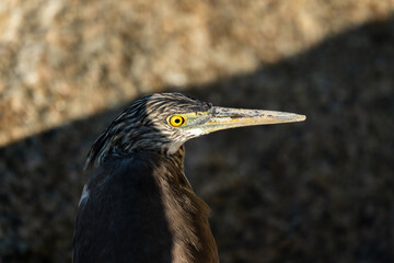A heron hiding in the shadows.