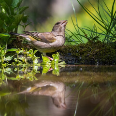 bird