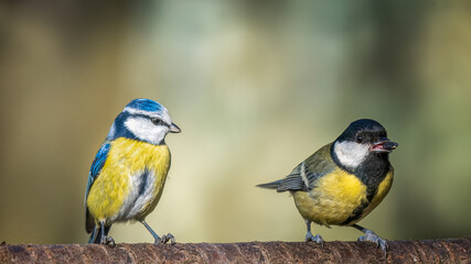 bird