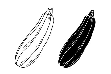 Line sketch, stamp, zucchini vegetable silhouette. Vector graphics.