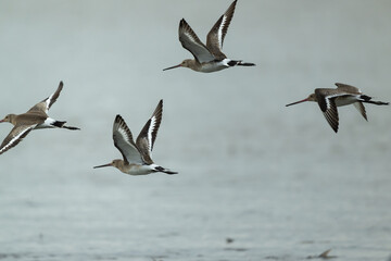 Black tailed godwit flying over the water.