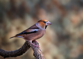 bird on a branch