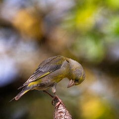 bird on a branch