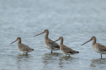 Black tailed godwit standing in the water.