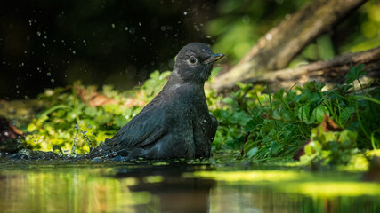 bird on a branch