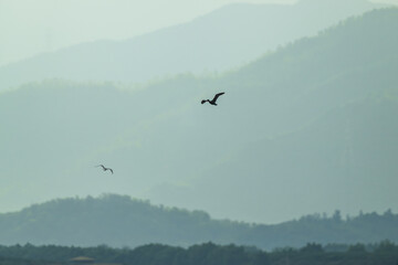 A cormorant in flight. Mountain ridges in the background.